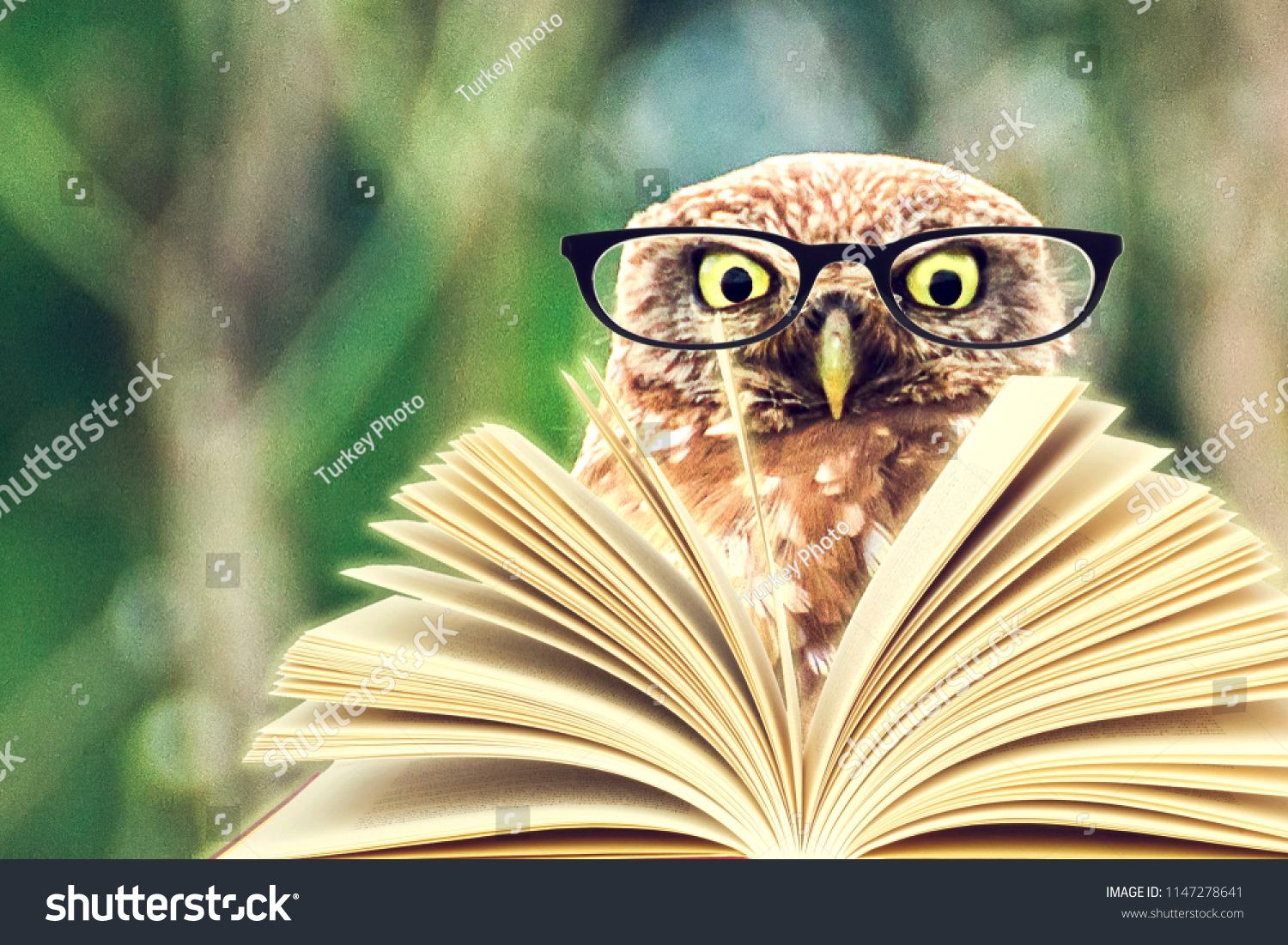 120 737 Intelligent Animals Images Stock Photos Vectors Shutterstock 120 737 Intelligent Animals Images Stock Photos Vectors Shutterstock