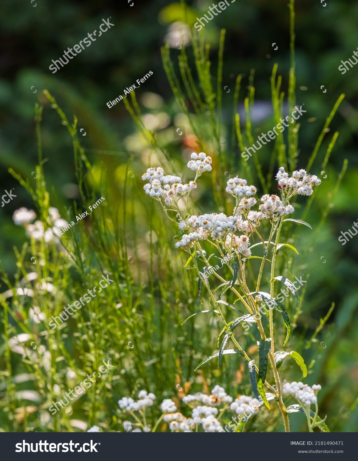 249 Sunflower everlasting Images, Stock Photos & Vectors | Shutterstock