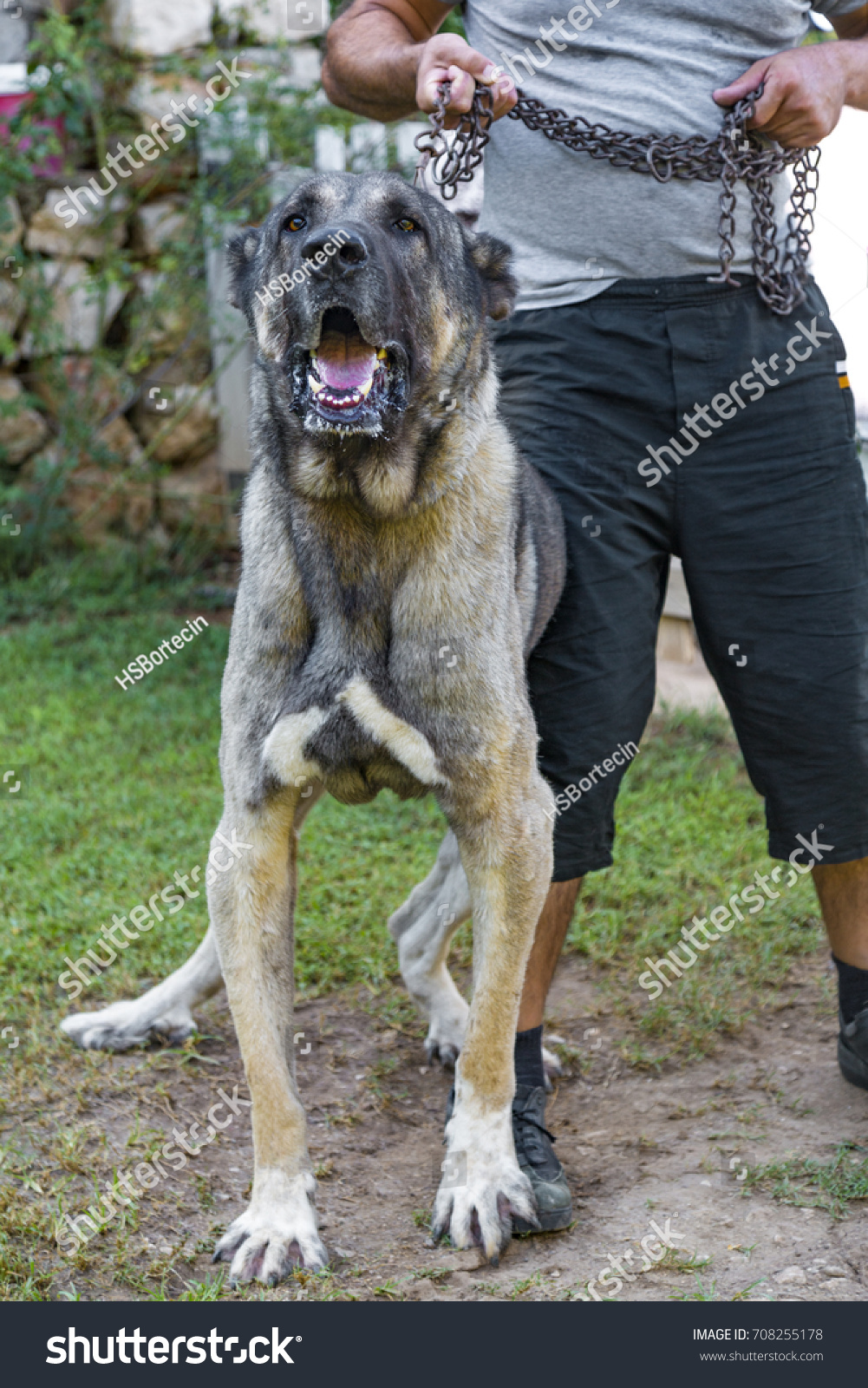 anatolian shepherd livestock guardian dogs