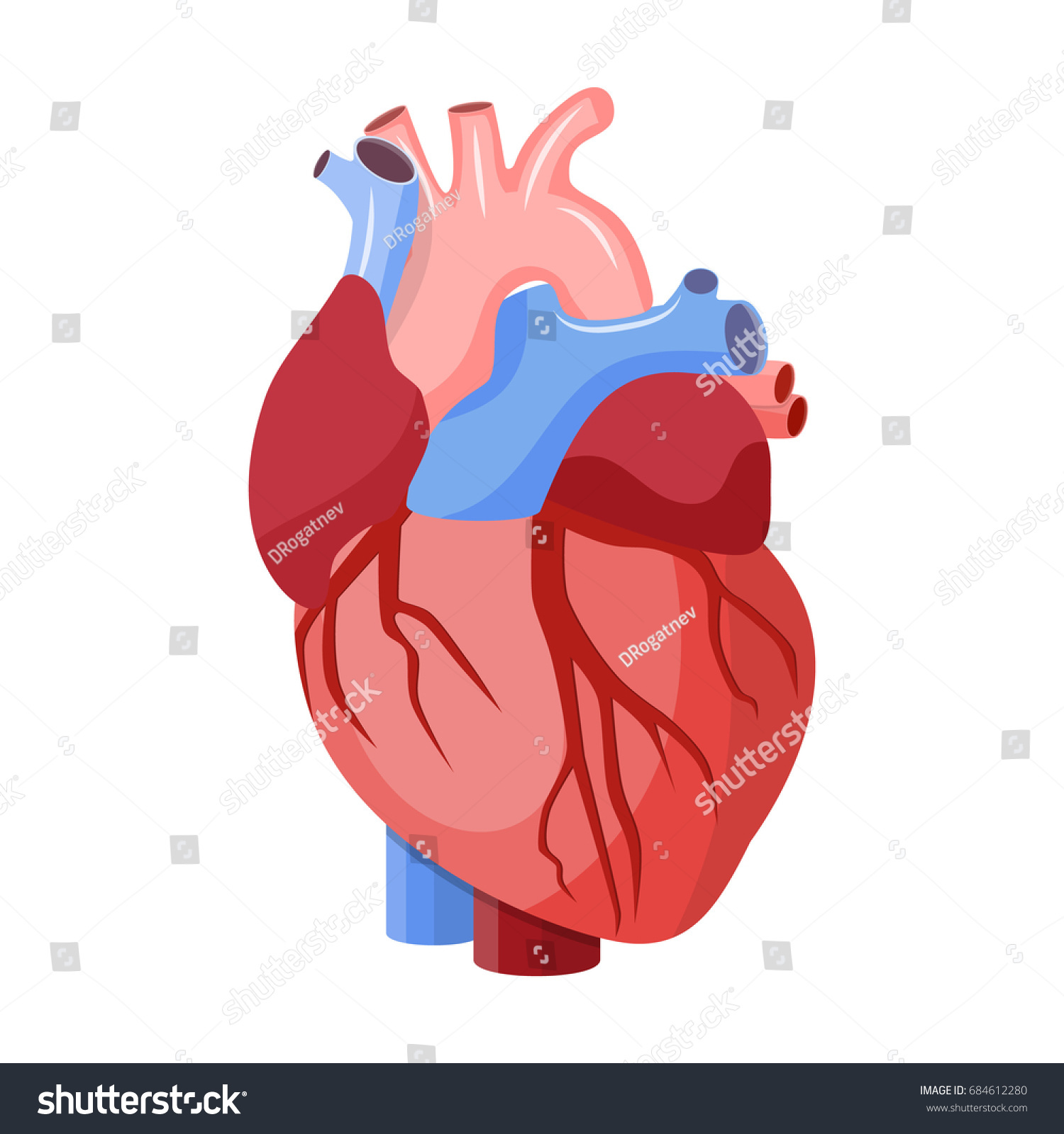 Anatomical Heart Isolated Muscular Organ Humans Stock Illustration ...