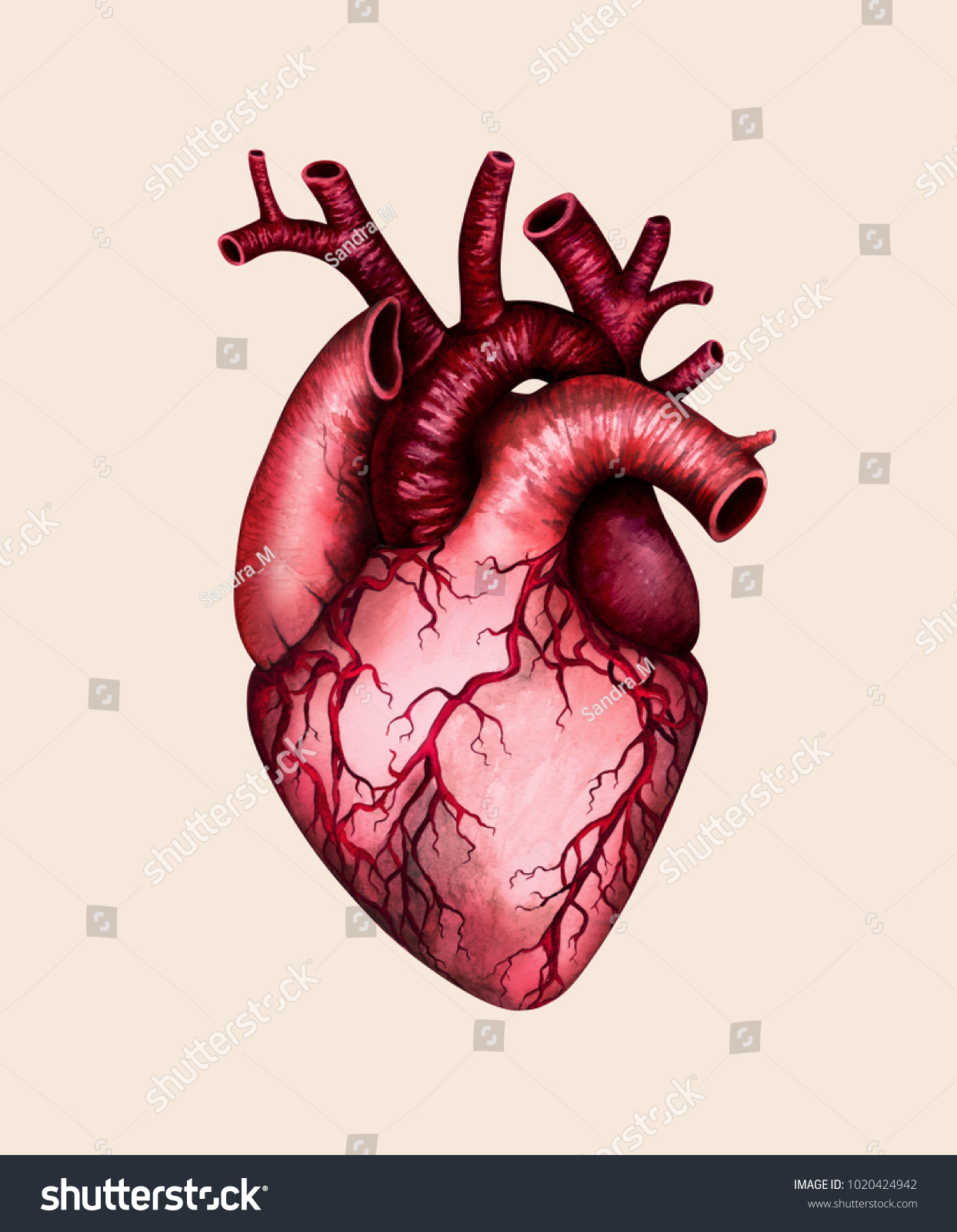 Anatomical Human Heart Watercolor Hand Drawn Stock Illustration 1020424942 Shutterstock 7960