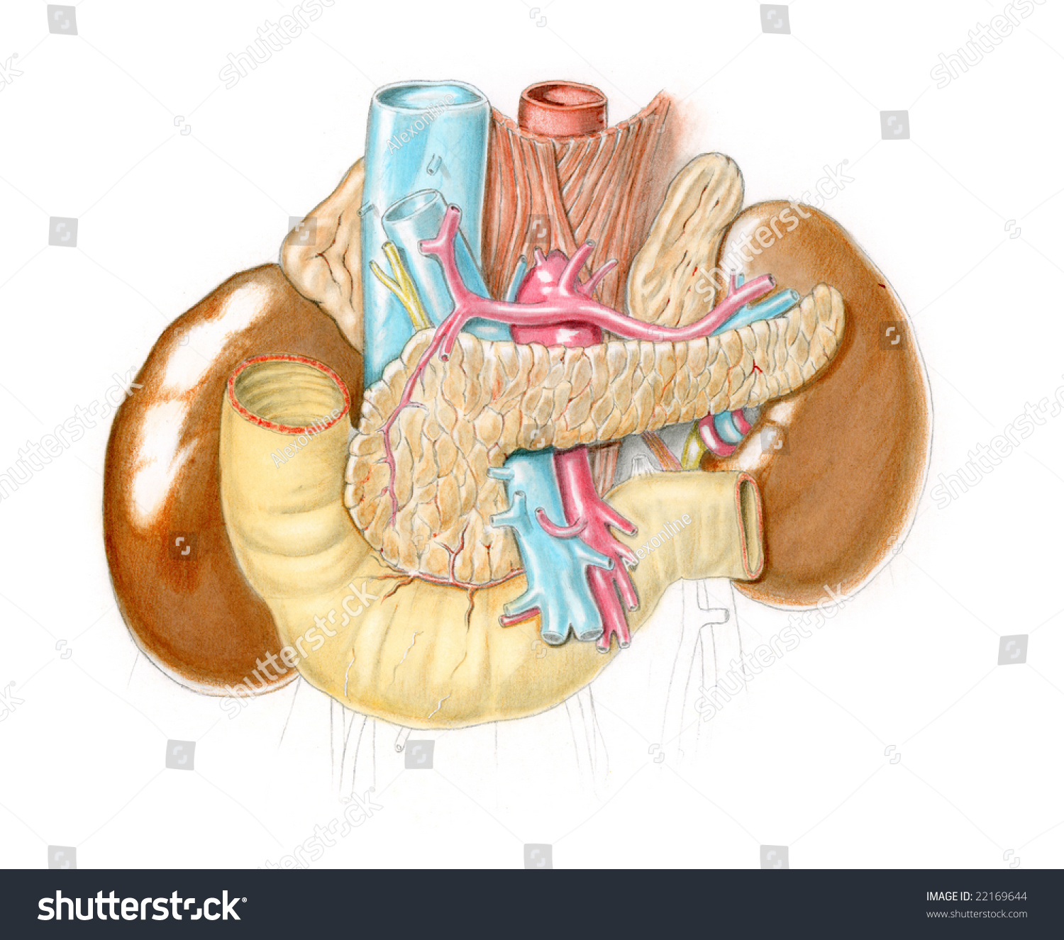 Anatomical Illustration Of Abdomen And Related Organs - 22169644 ...