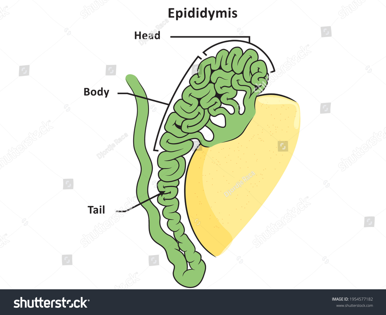 Anatomical Structure Epididymis Male Reproductive System ...