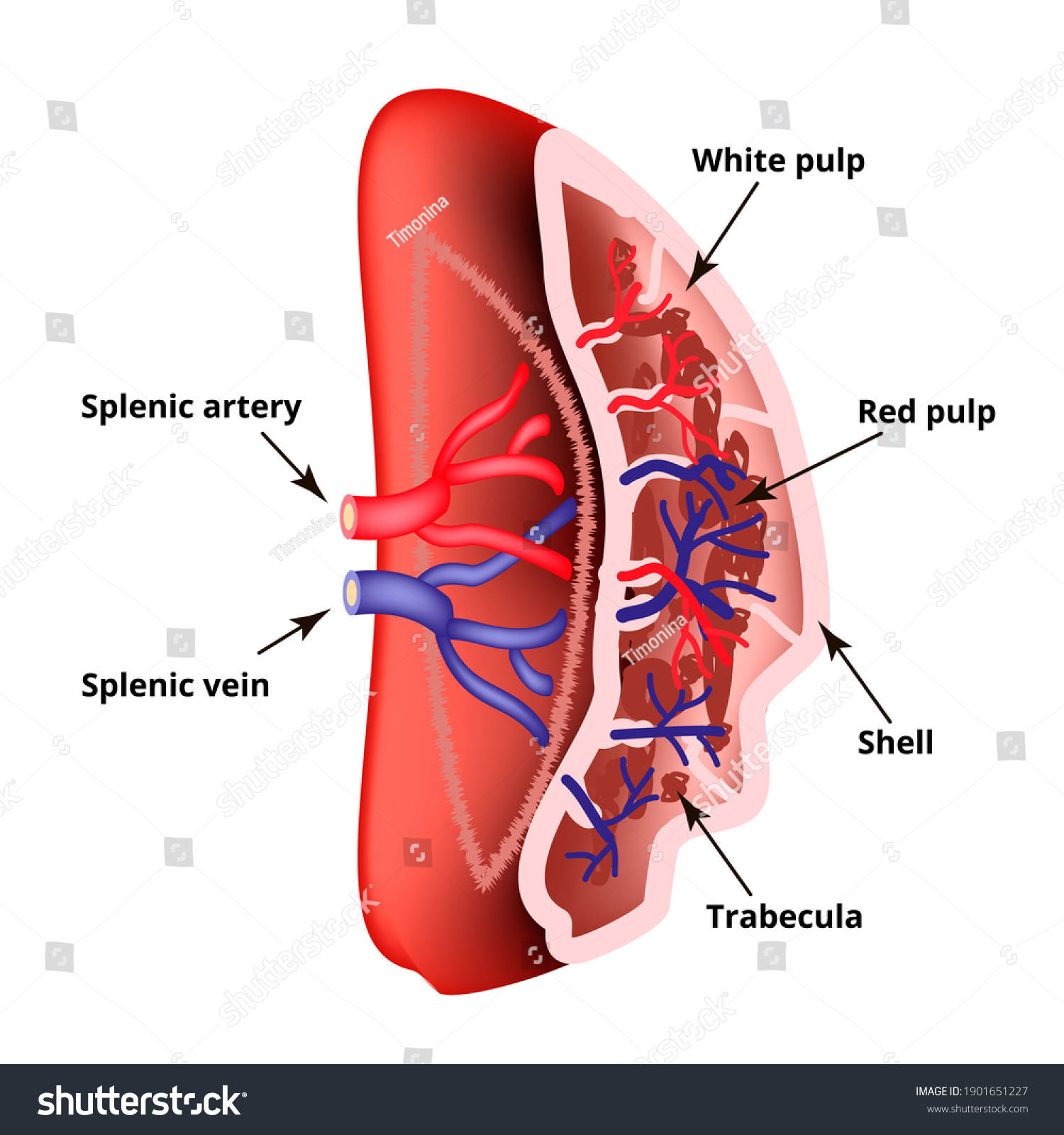 Anatomical Structure Spleen Illustration On Isolated ภาพประกอบสต็อก 1901651227 Shutterstock