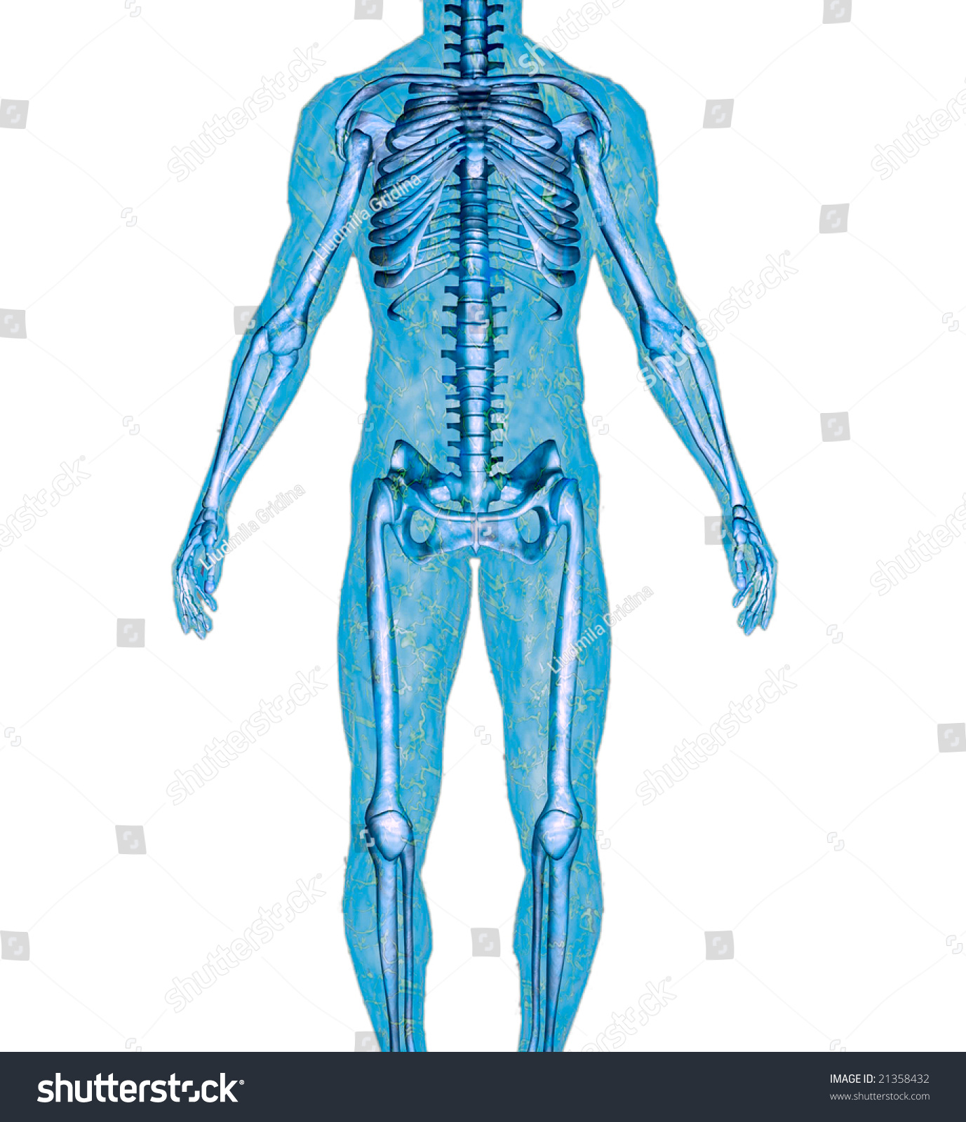 Anatomically Correct Model Of Human Body Isolated On A White Background