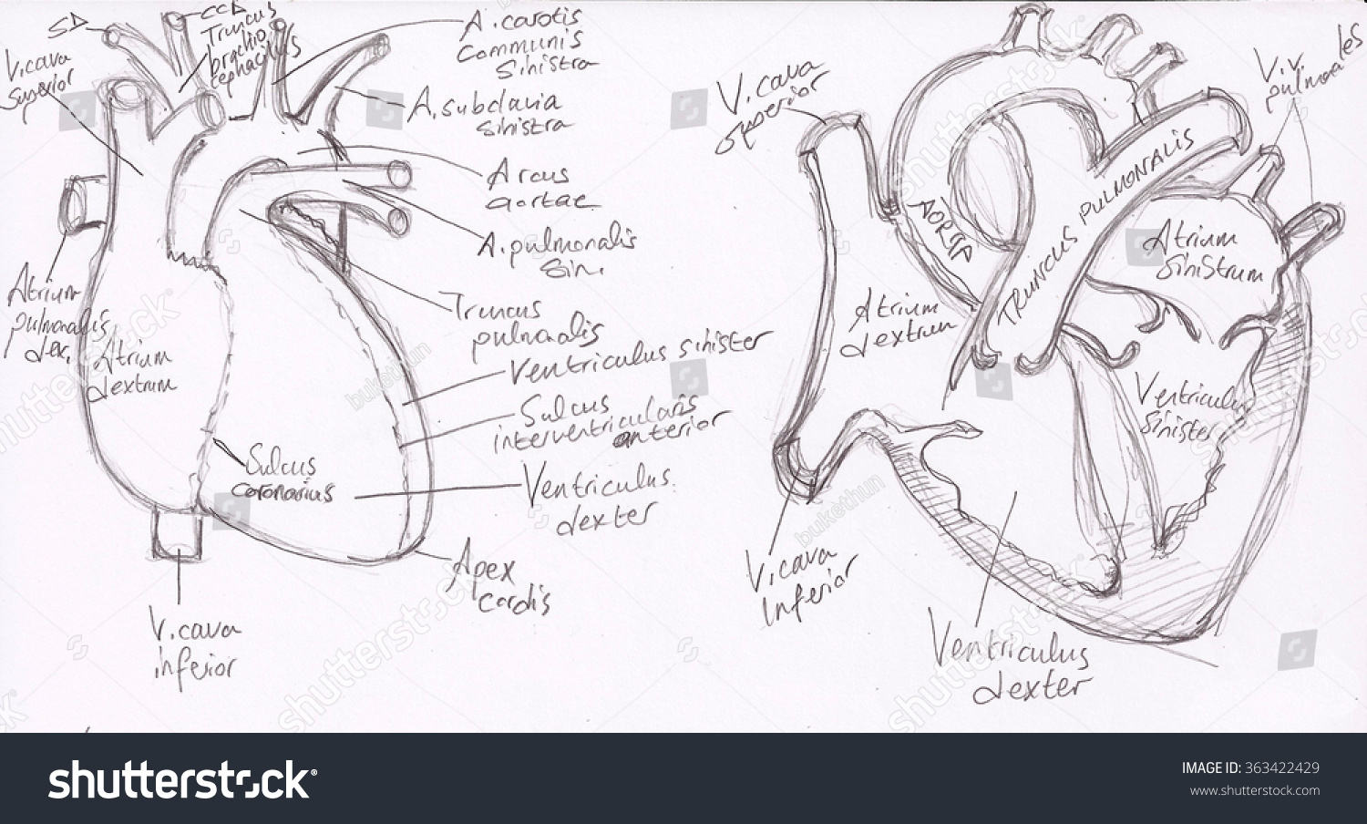 Anatomy Drawings Heart Medical Illustration Cardiology Stock Illustration