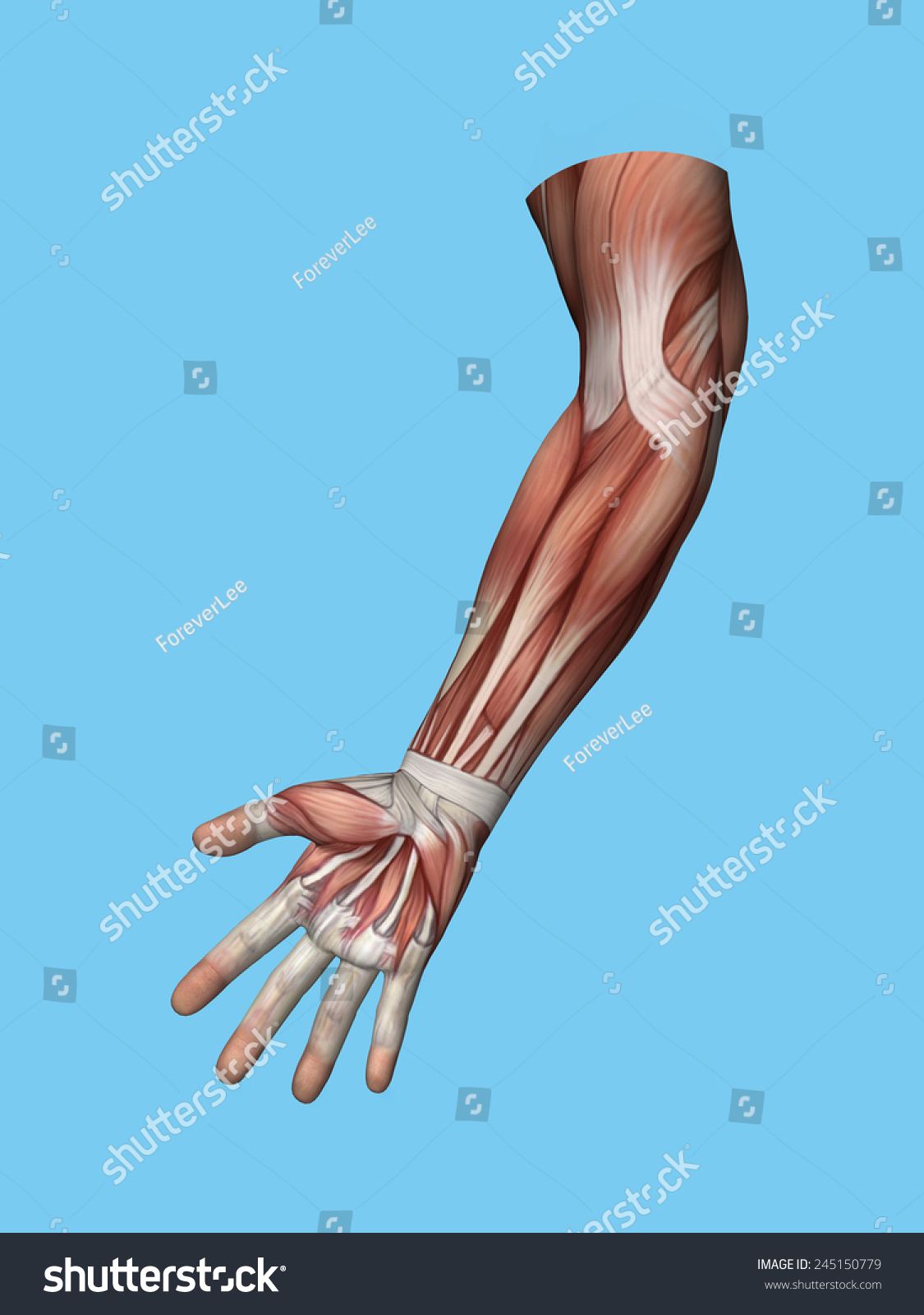 Anatomy Front View Hand Arm Muscles Stock Illustration 245150779 ...