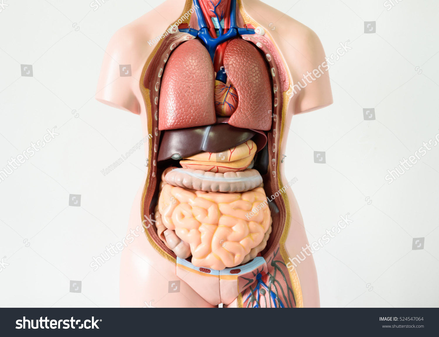 Anatomy Human Body Model On White Stock Photo Edit Now
