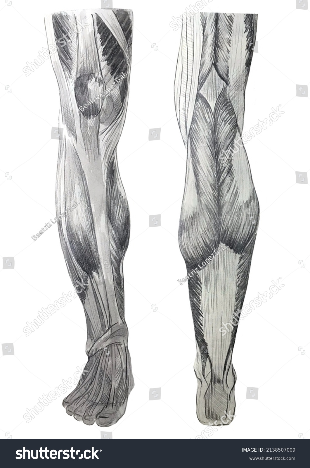 Anatomy Illustration Artist Studio About Leg Stock Illustration ...