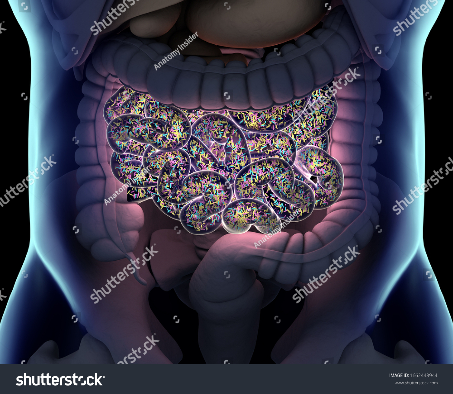 Anatomy Illustration Human Digestive System 3d Stock Illustration ...