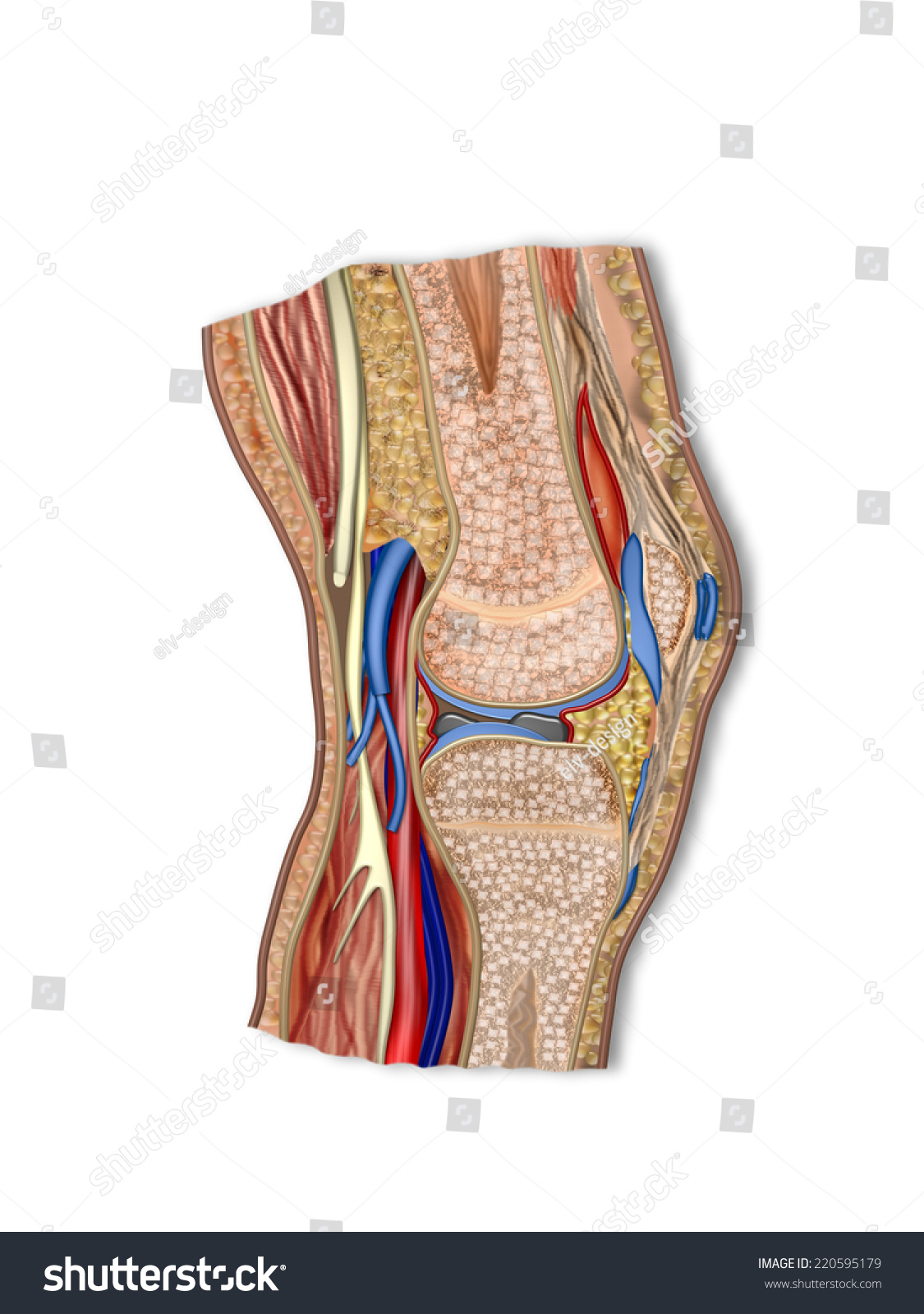 Anatomy Knee Stock Illustration 220595179 - Shutterstock