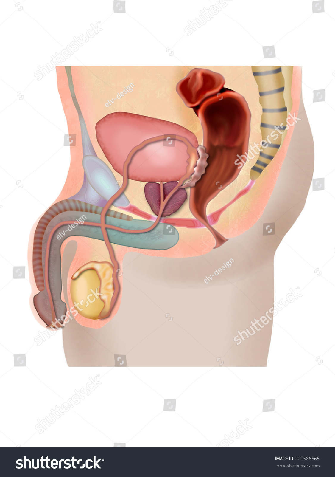 Anatomy Of Sex Organs 56