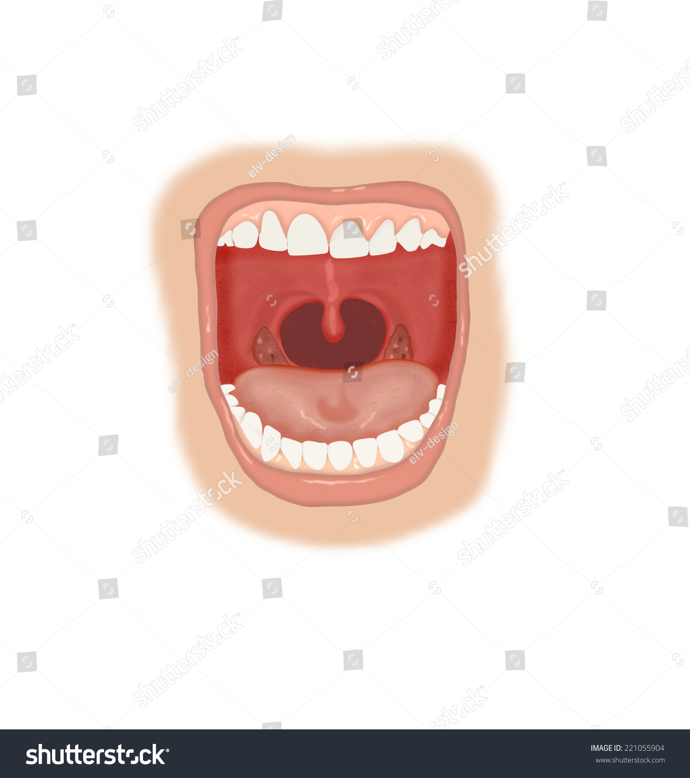 Anatomy Mouth Stock Photo 221055904 : Shutterstock