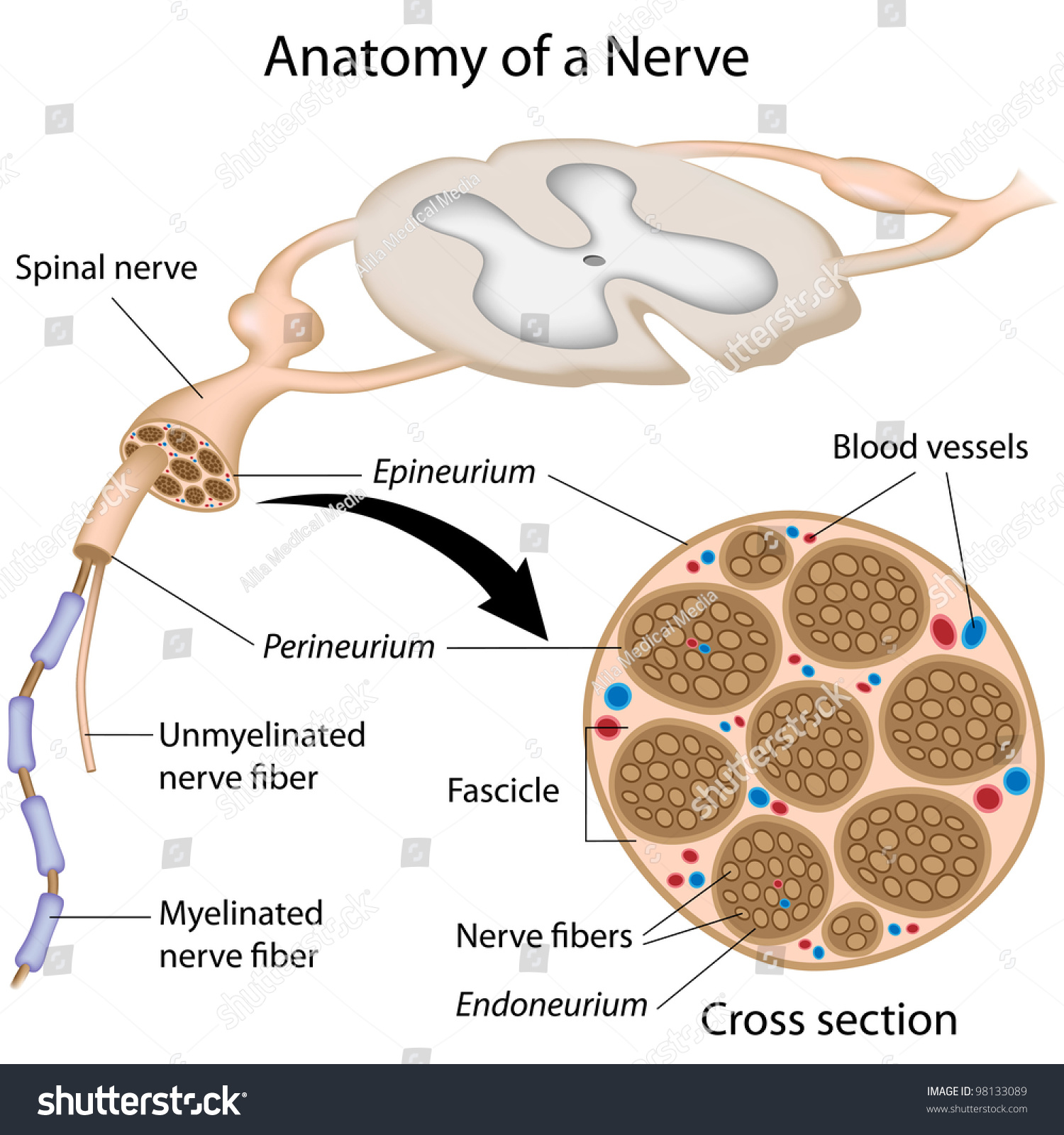 Anatomy Of A Nerve Stock Photo 98133089 : Shutterstock