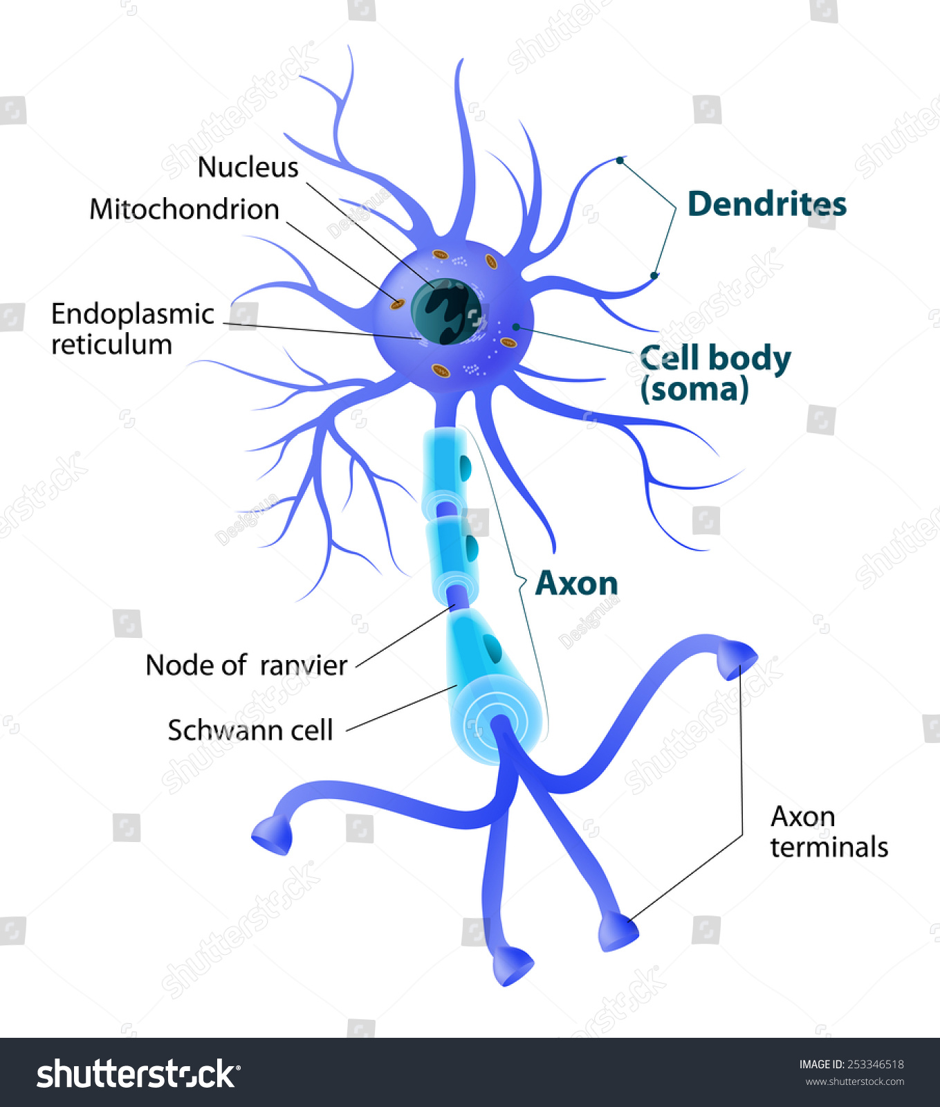 Anatomy Typical Human Neuron Structure Neuron Stock Illustration ...