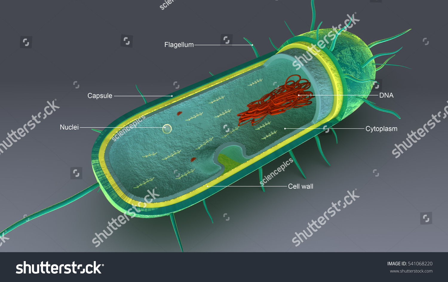 Anatomy Bacteria 3d Illustration Stock Illustration 541068220 ...