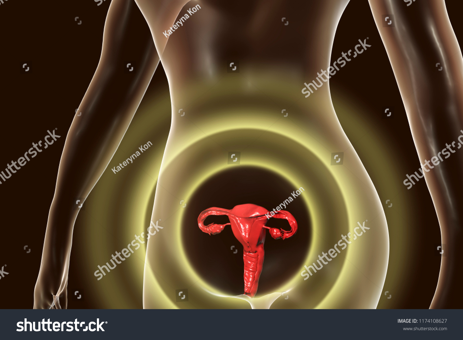 Anatomy Female Reproductive System 3d Illustration Stock Illustration 1174108627 Shutterstock 