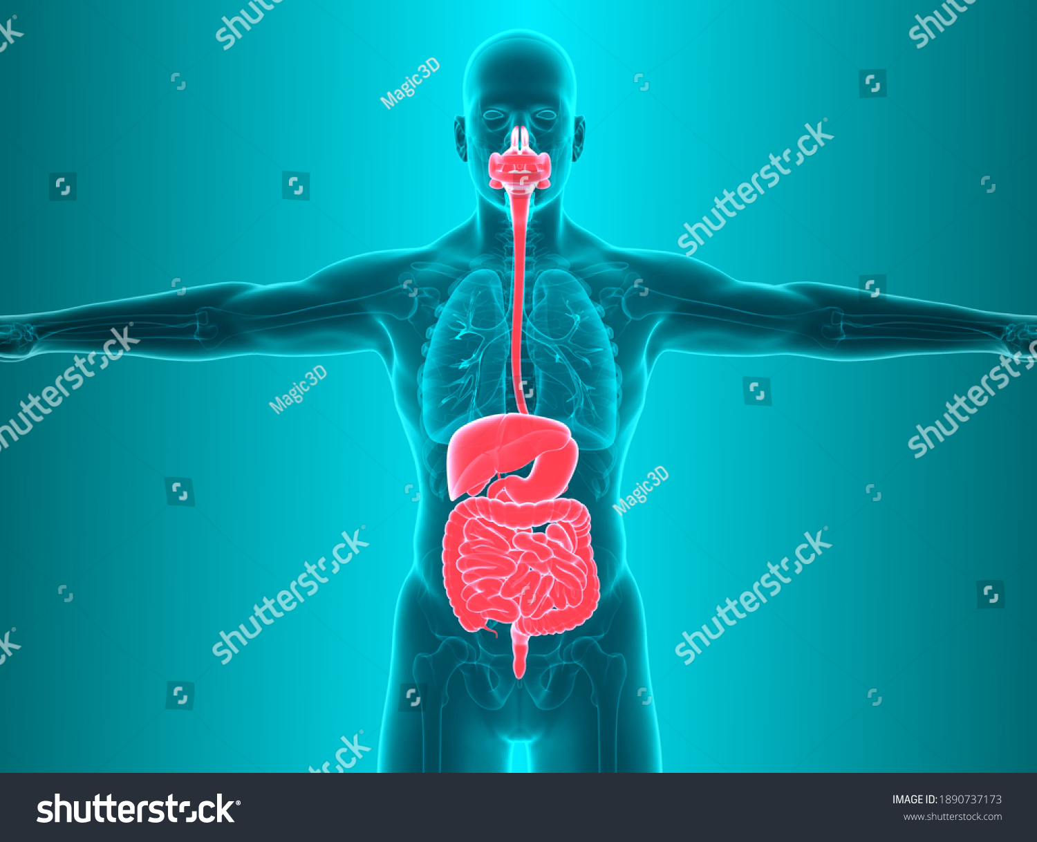 Intestinal Stock Illustrations, Images & Vectors | Shutterstock