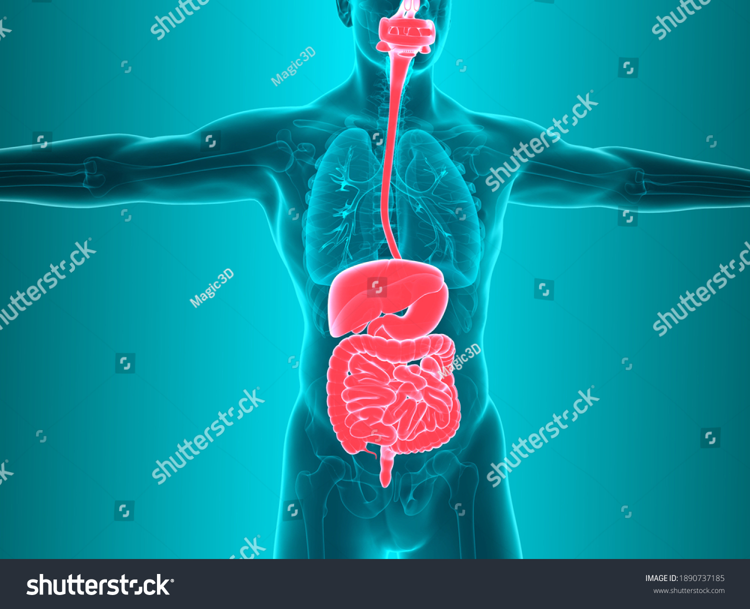 Anatomy Human Body Digestive System 3d Stock Illustration 1890737185 ...