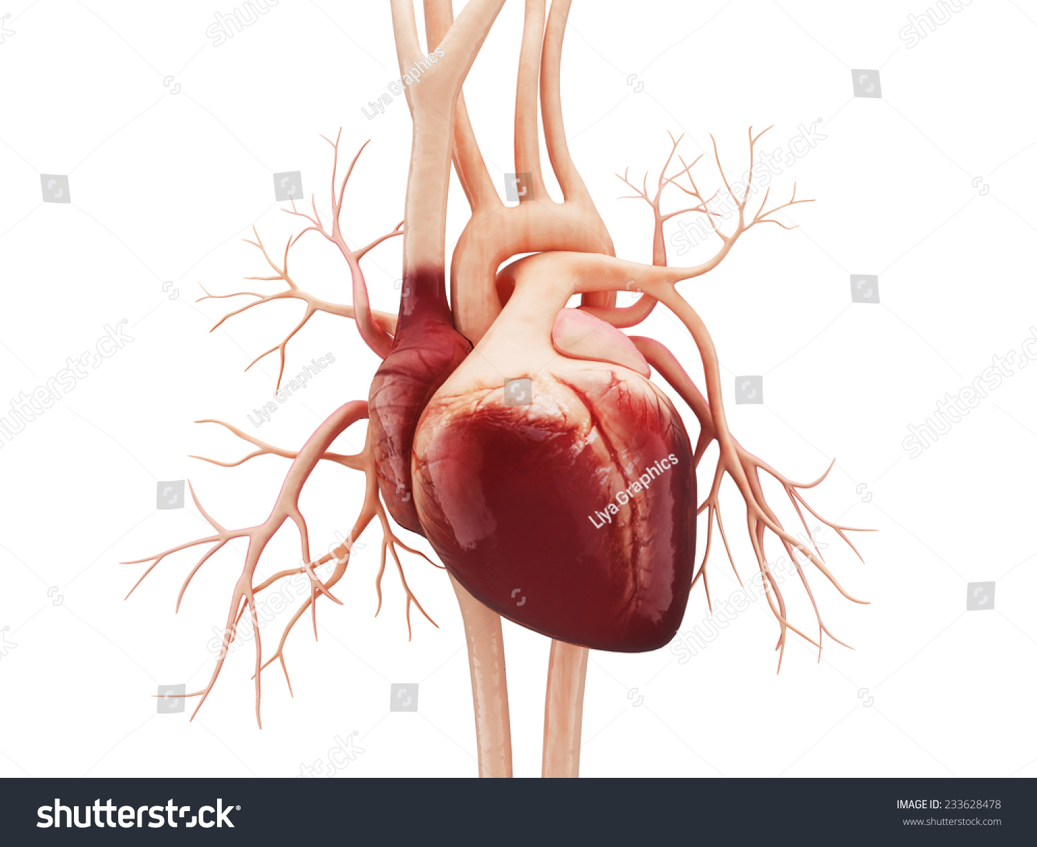 Anatomy Of Human Heart Stock Photo 233628478 : Shutterstock