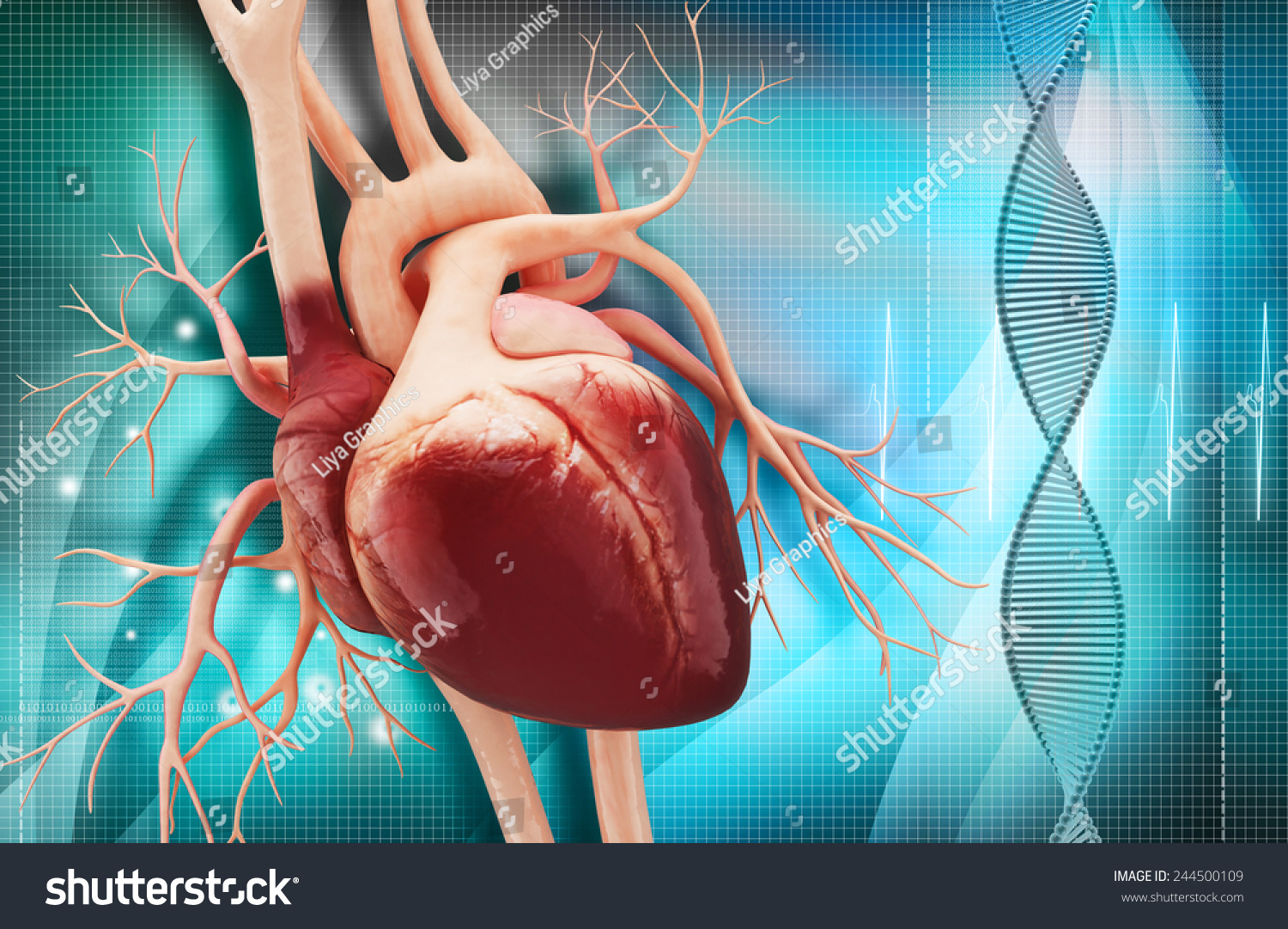 Anatomy Of Human Heart Stock Photo 244500109 Shutterstock