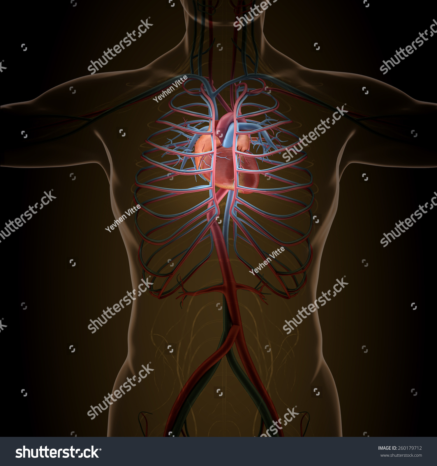Anatomy Of Human Organs In X-Ray View. High Resolution. Stock Photo ...