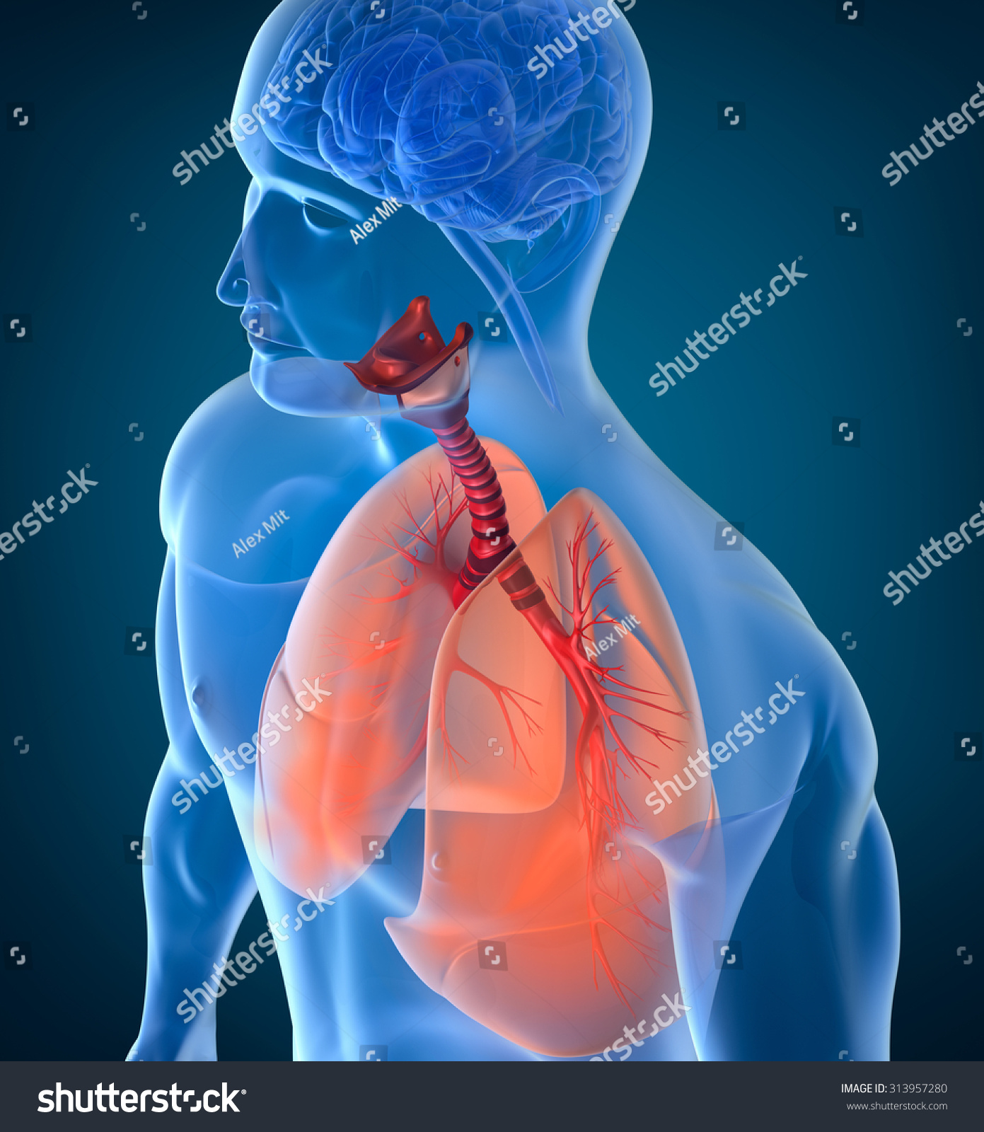 Anatomy Of Human Respiratory System Stock Photo 313957280 : Shutterstock