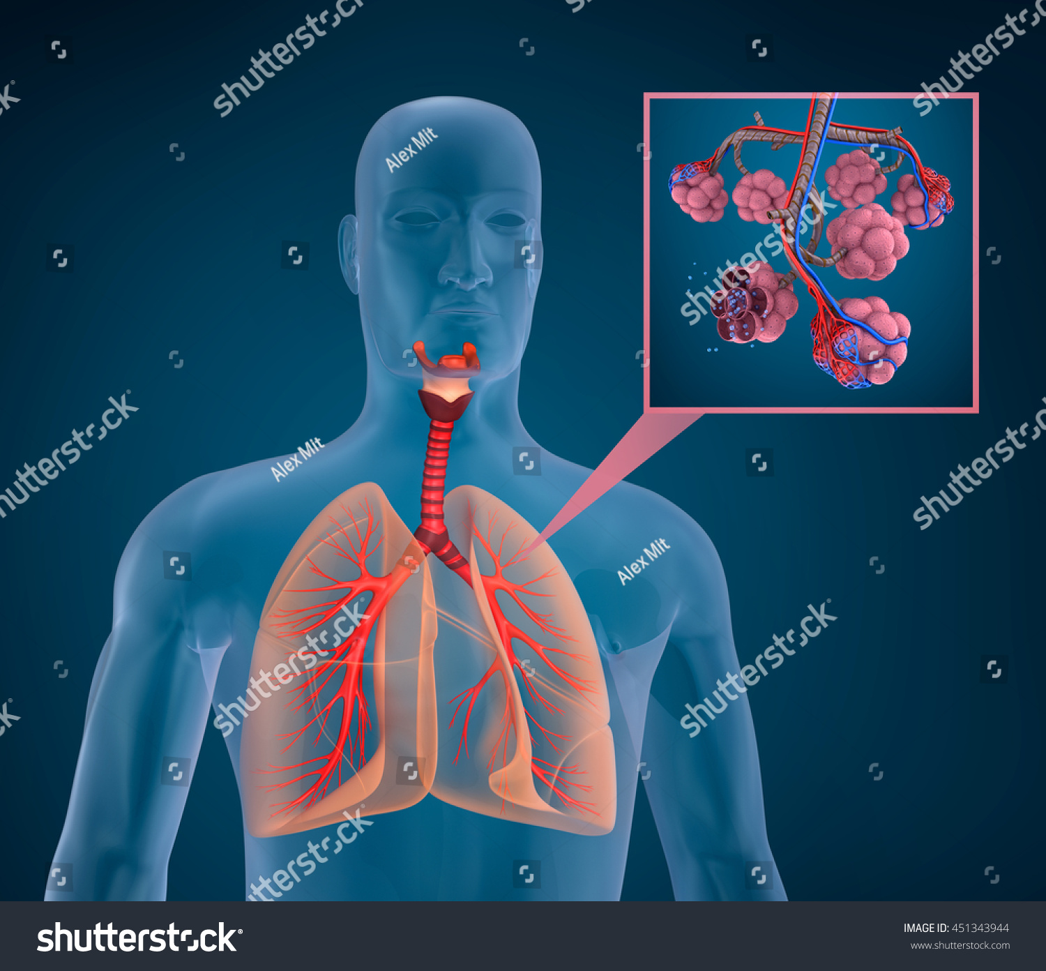 Anatomy Human Respiratory System Blood Saturating Stock Illustration ...