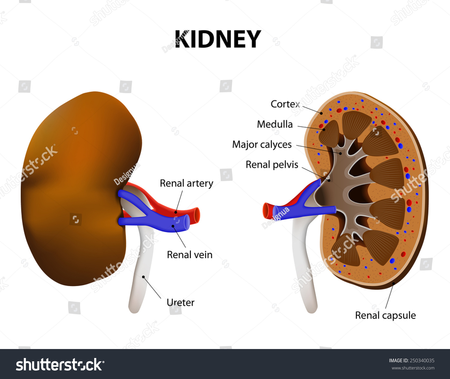 Kidney Anatomy Ppt