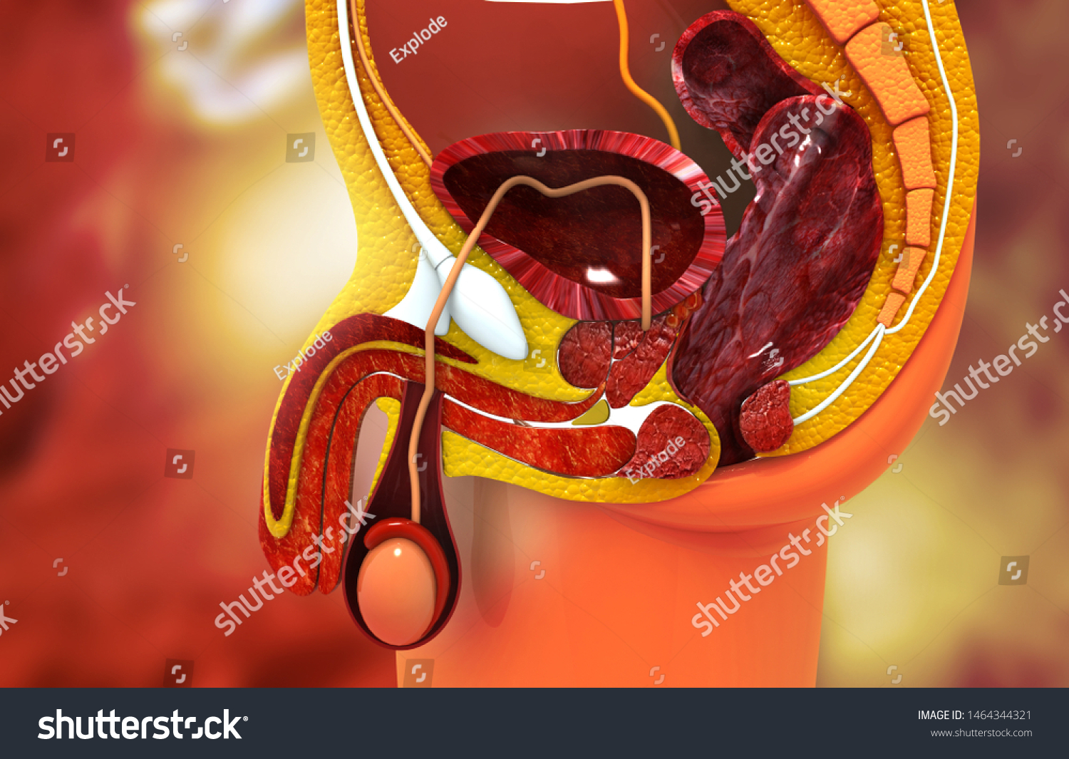 anatomy-male-reproductive-system-cross-section-illustration-de-stock