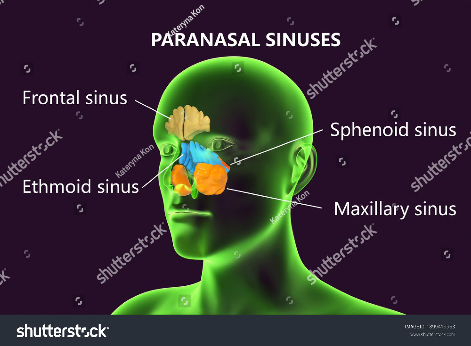 Anatomy Paranasal Sinuses 3d Illustration Showing Stock Illustration 1899419953 6096
