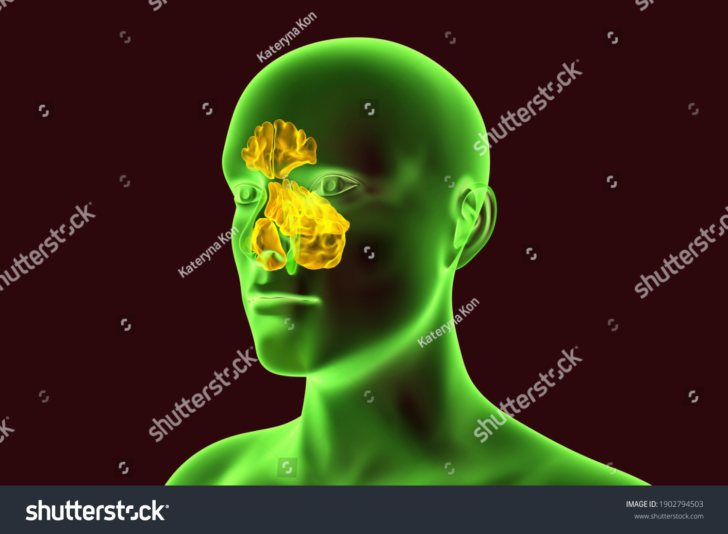 Anatomy Paranasal Sinuses d Illustration Showing Stok İllüstrasyon Shutterstock