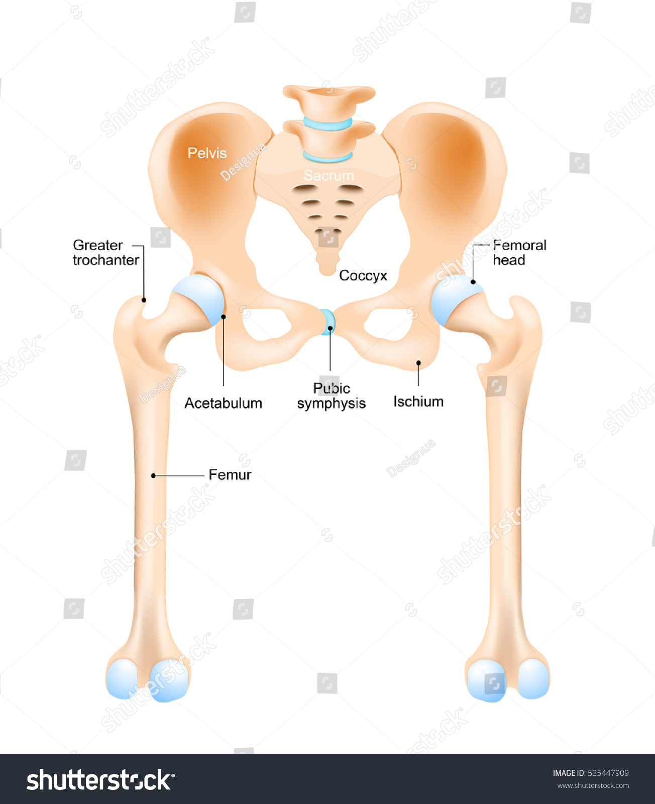 Anatomy Hip Human Femur Pelvis Stock Illustration 535447909 | Shutterstock