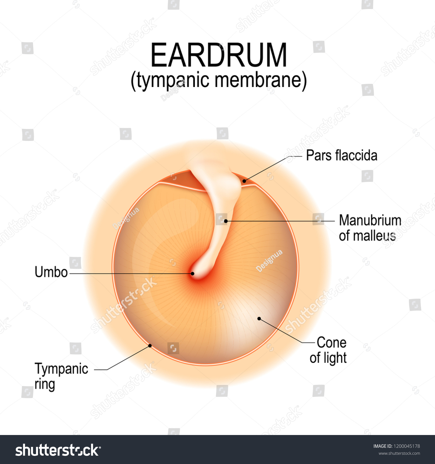 Anatomy Humans Eardrum Tympanic Membrane Myringa Stock Illustration 1200045178