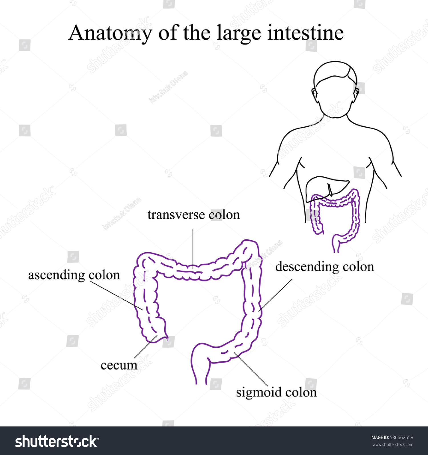 Anatomy Of The Large Intestine. Medical Illustration - 536662558 