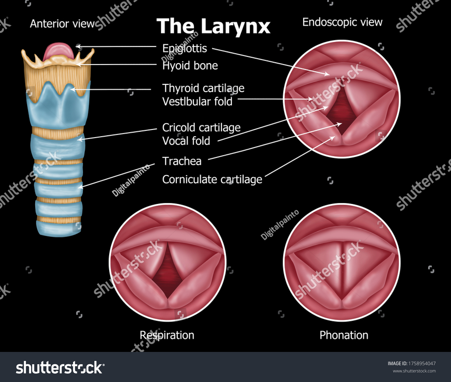 laryngitis-disease-reference-guide-drugs