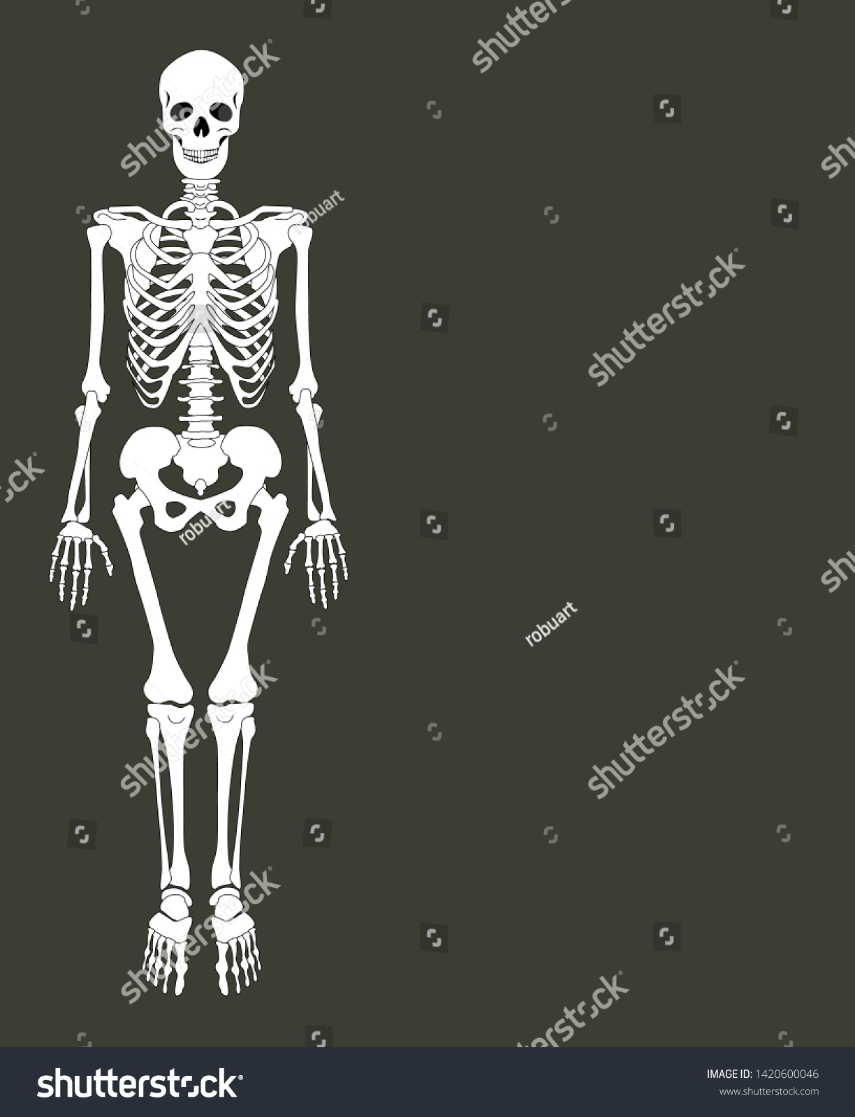 Anatomy Poster Skeleton Consisting Bones Banner Stock Illustration ...