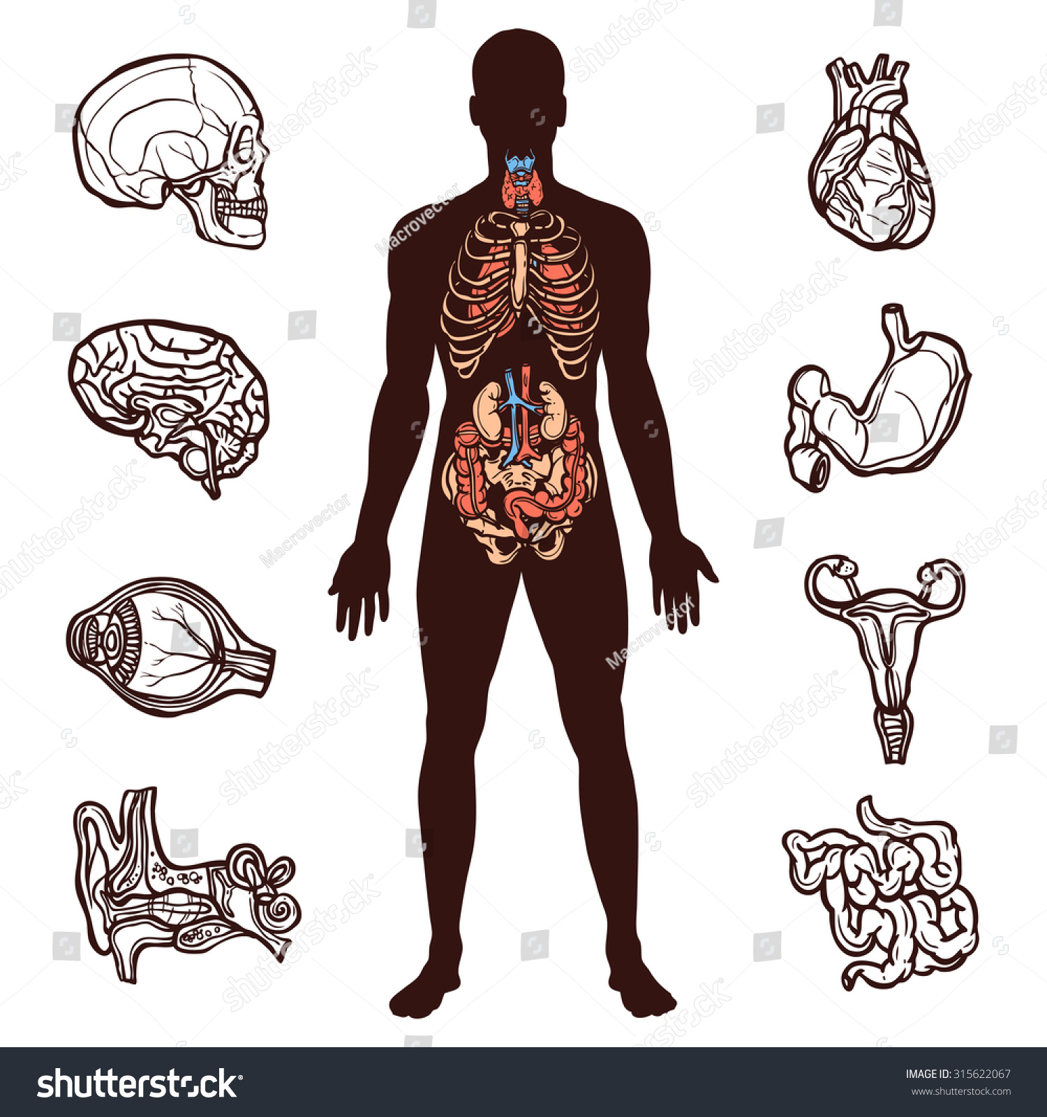 body organs sketch