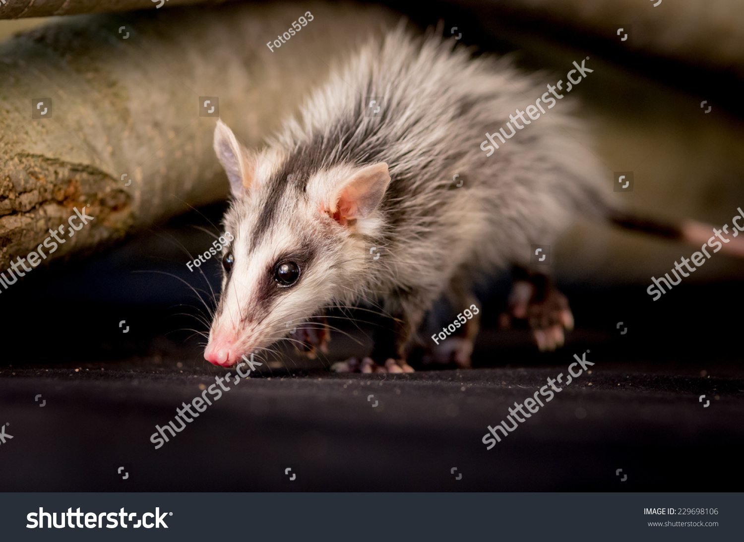 Andean White Eared Opossum On Branch Stock Photo Edit Now