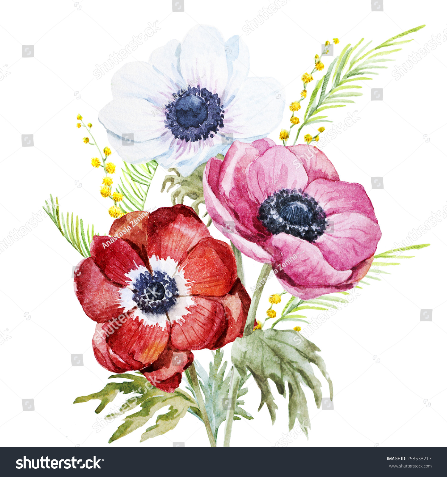 Anemone Watercolor Flowers Flower Mimosa Stock Illustration 258538217 ...