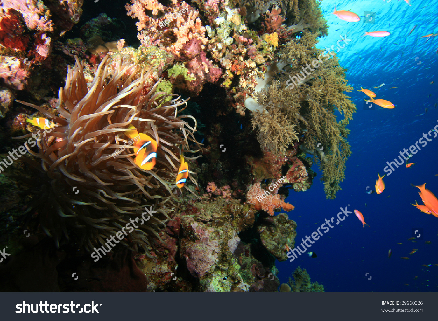  Tawny Brown Classic  Template Design Featuring Anemones on a Coral Wall