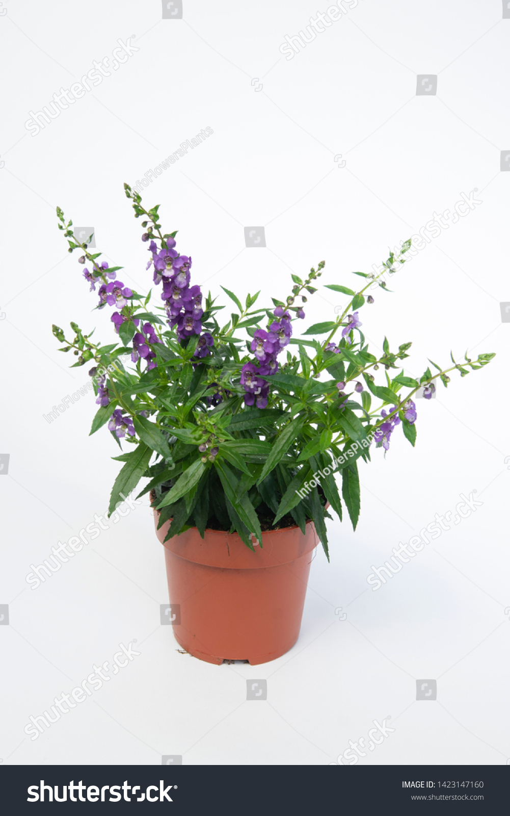 Angelonia Angelina Blue Flowering Plant Nature Stock Image 1423147160