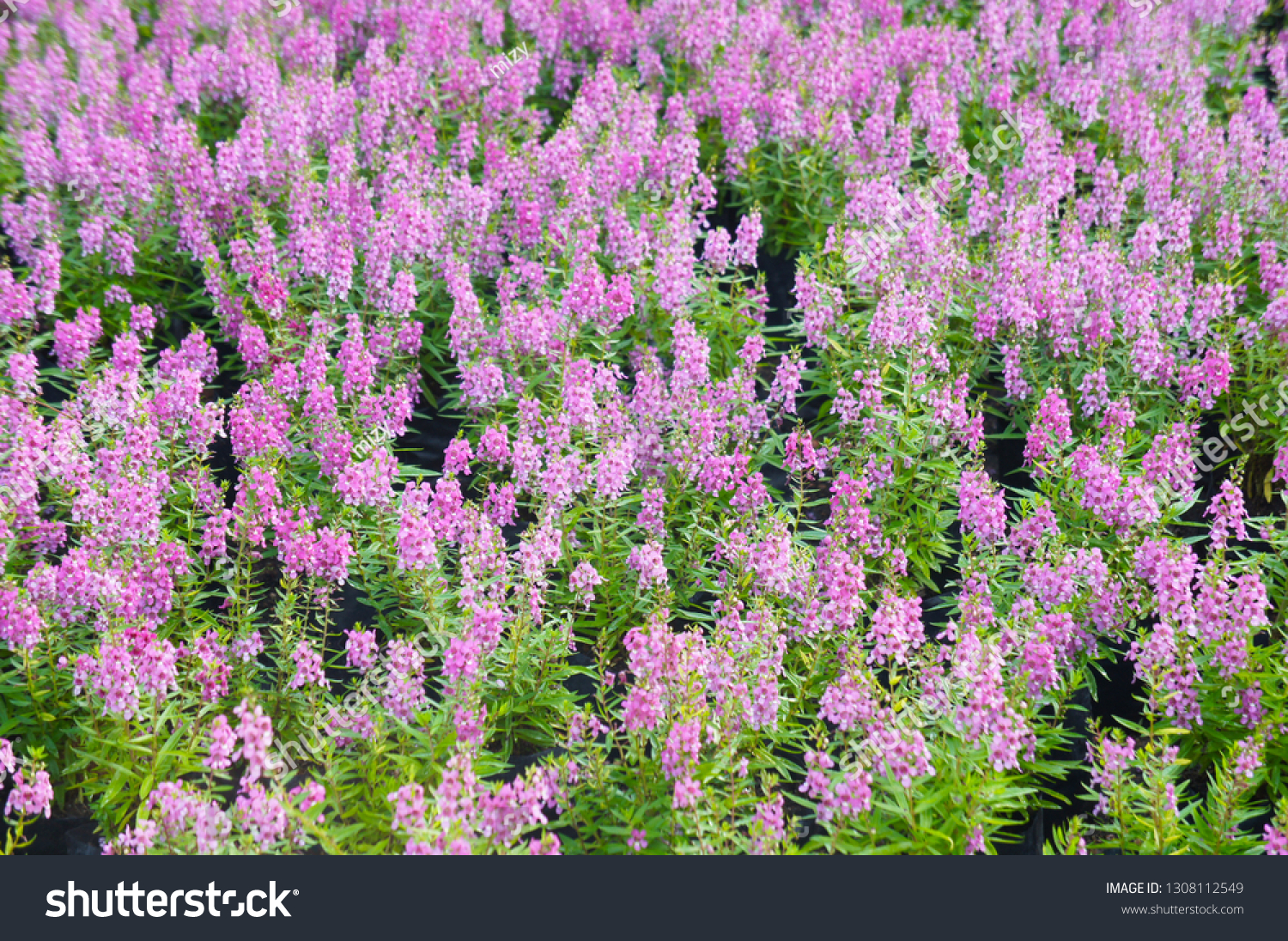Angelonia Angustifolia Summer Snapdragon Pink Flowers Stock Photo Edit Now 1308112549