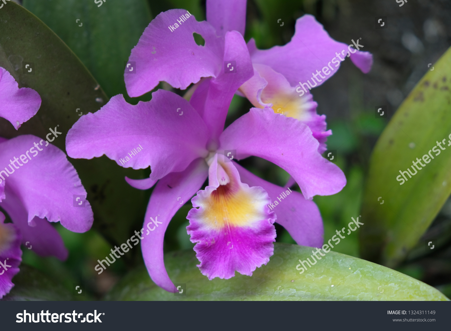 Anggrek Ungu Indonesia Indonesian Rare Purple Stock Photo 1324311149 ...