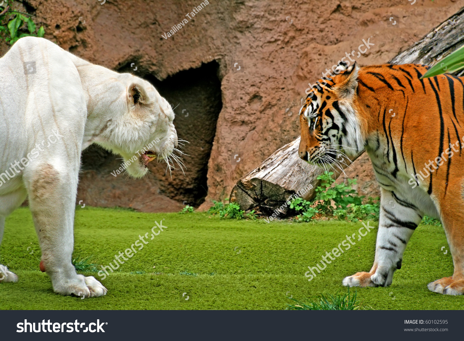 Angry Albino Male Tiger Growling At Female Tiger Stock Photo 60102595 ...