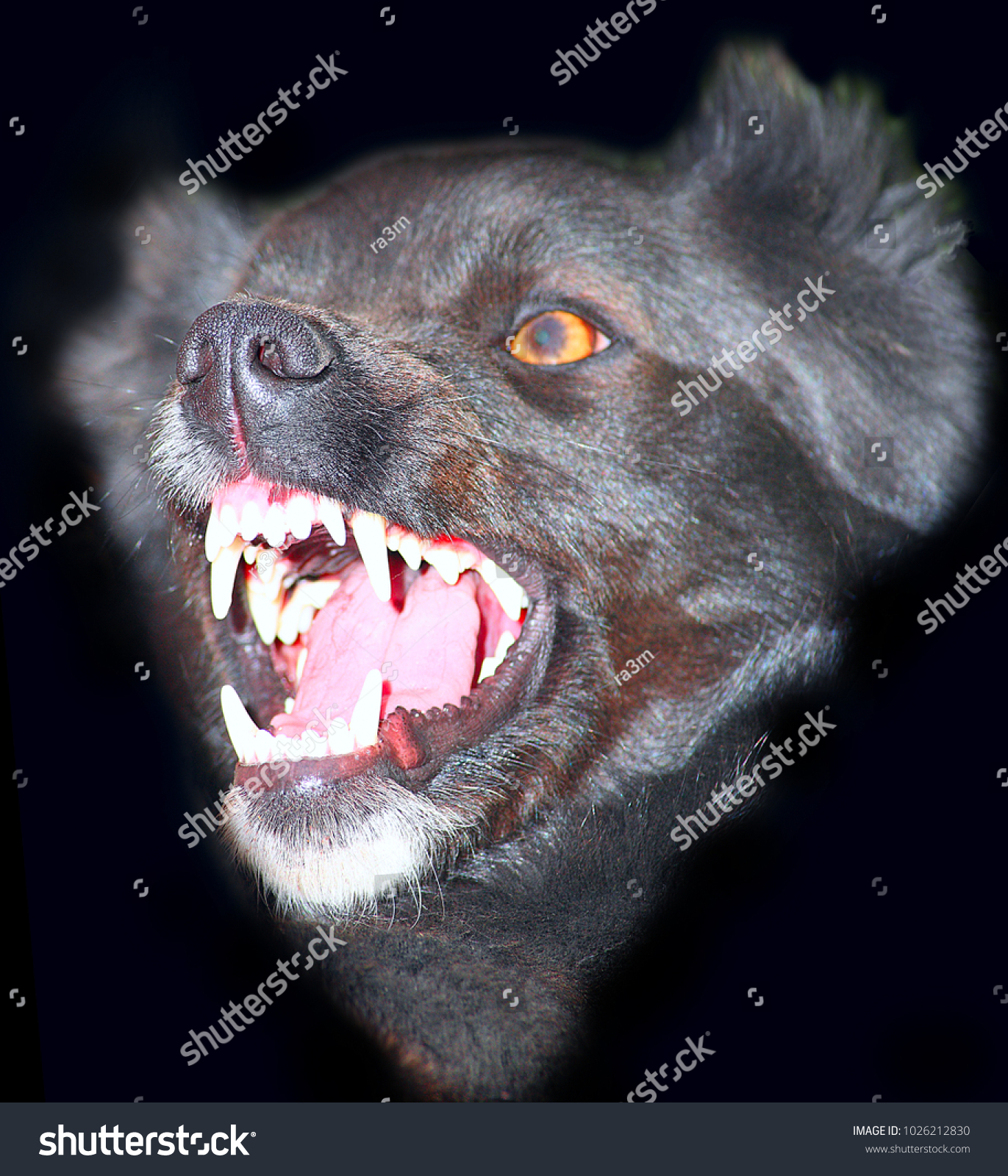 Angry Black Dog Big Teeth On Stock Photo Edit Now 1026212830