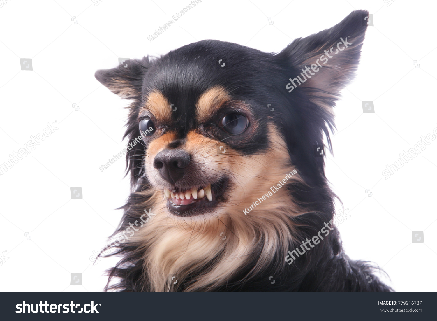 Angry Chihuahua Dog Growls Scraggles Stock Photo Edit Now