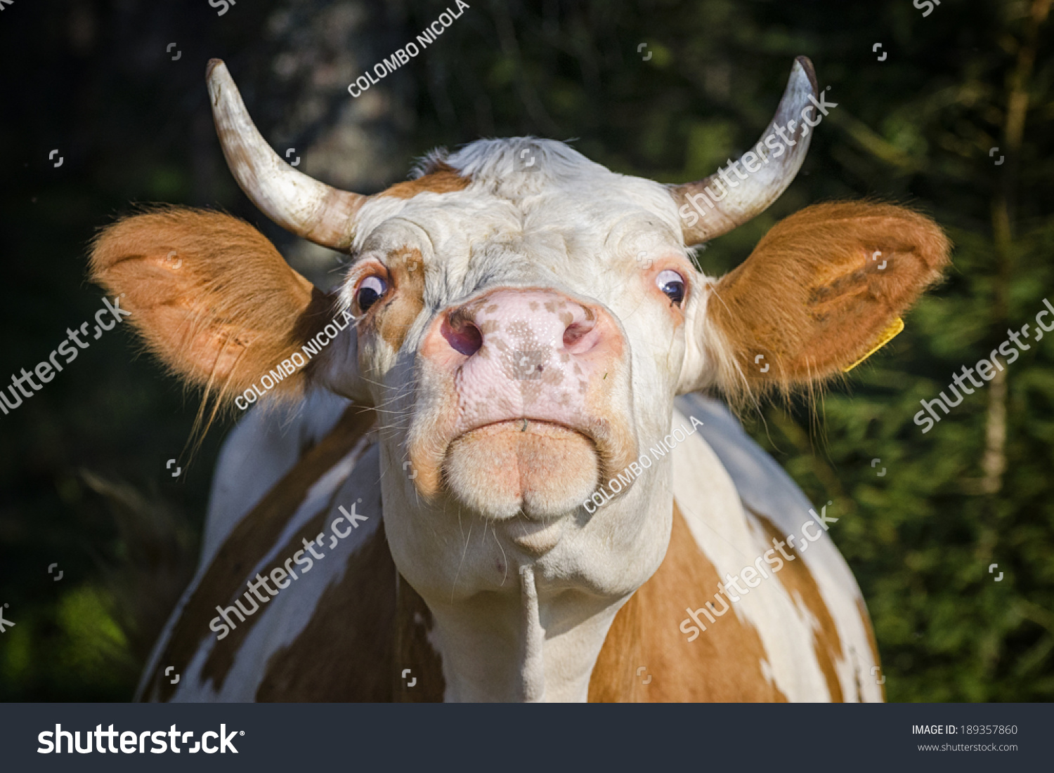 33653 Cow Angry Images Stock Photos And Vectors Shutterstock