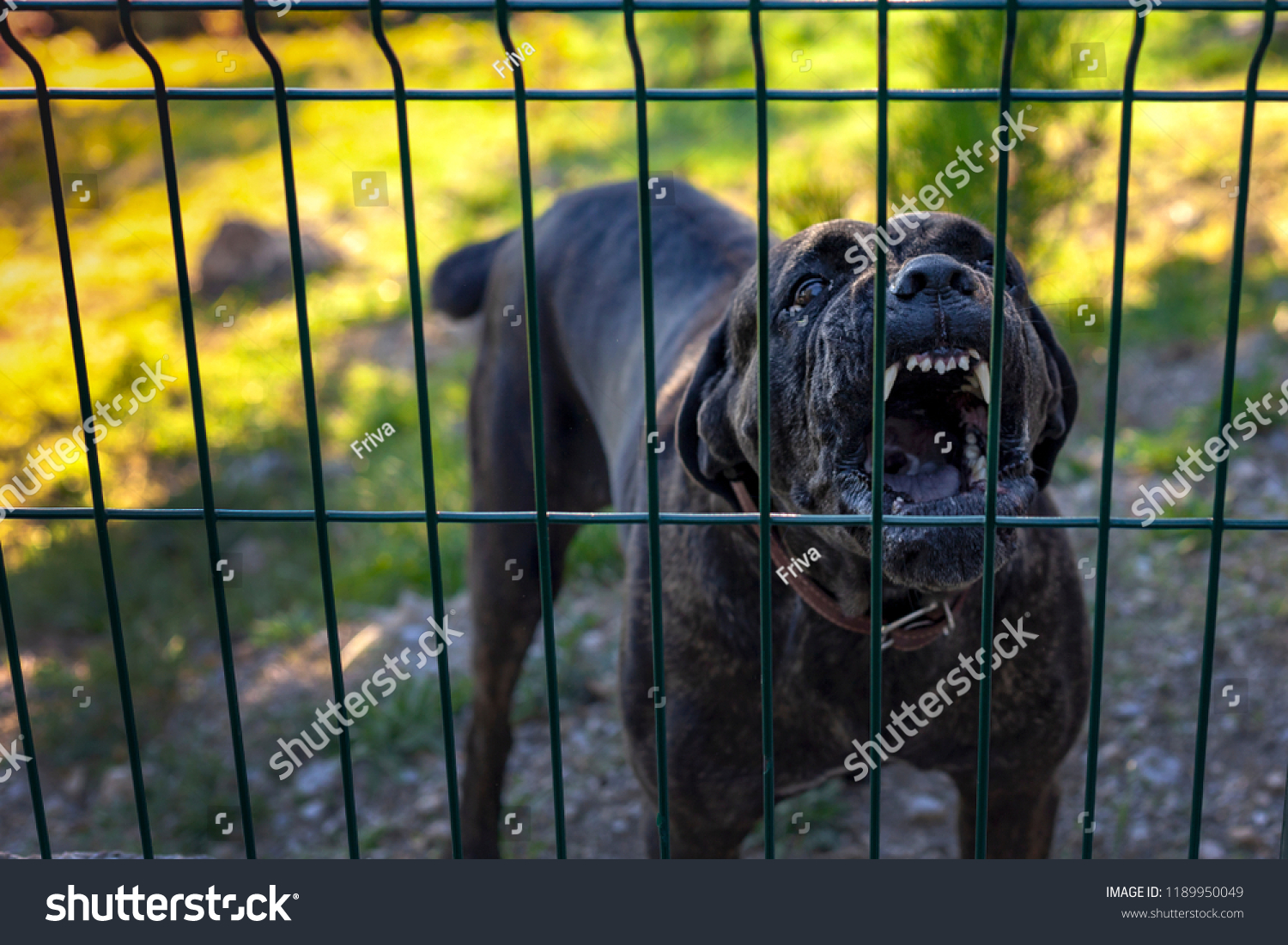 fence aggression dogs