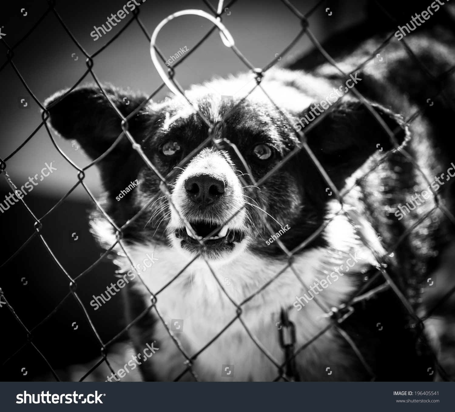 Angry Dog Behind Fence Stock Photo (Edit Now) 196405541